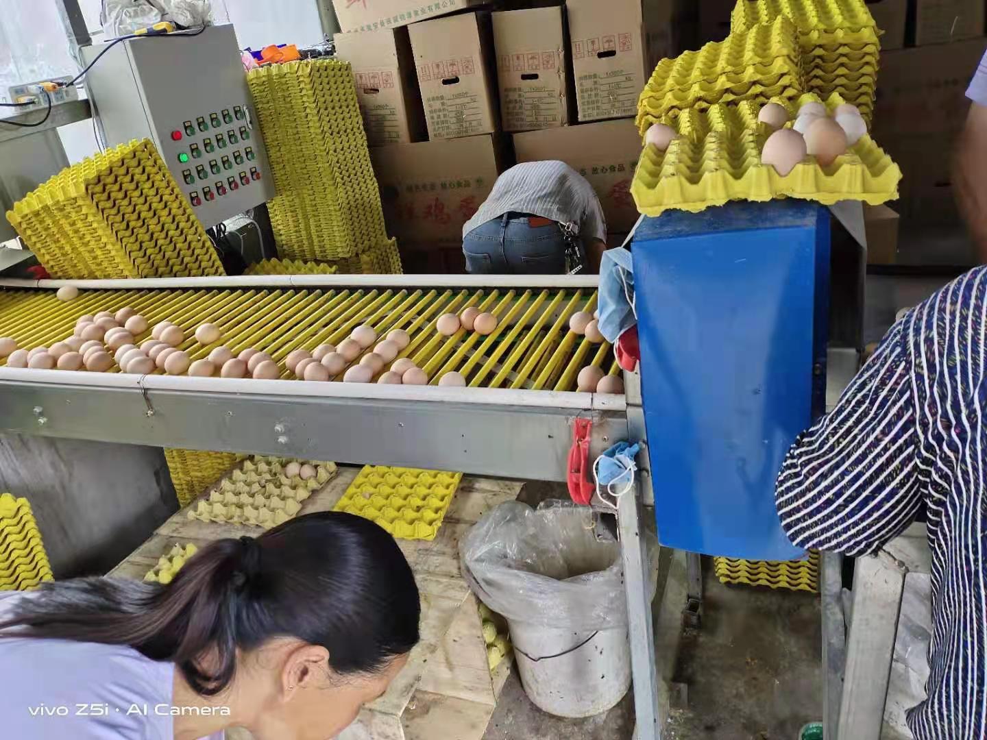 籠養(yǎng)雞需要什么環(huán)境條件？